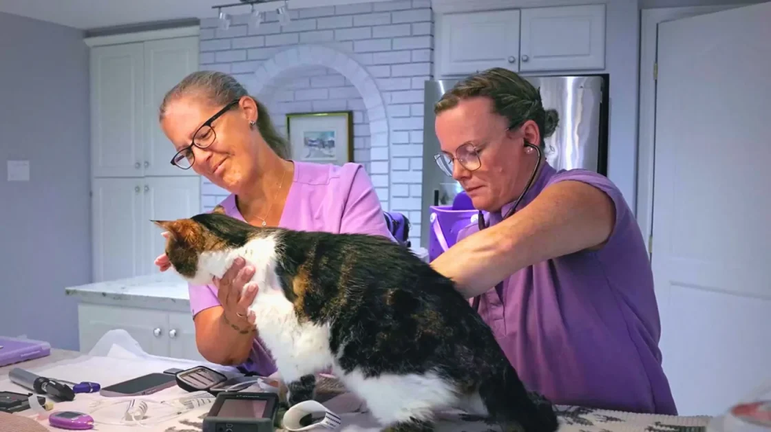 Compassion Vet Montreal